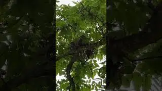 Cute birding nest under thick shade