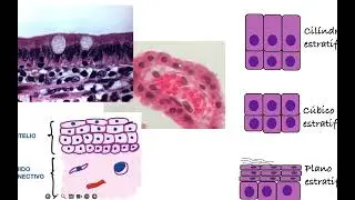 Generalidades. Tejido Epitelial. Histología 2024.