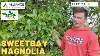 Tree Talk: Sweetbay Magnolia