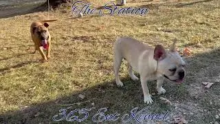 New Cute Animal Video Real Bulldog Puppies #dogparkfun #dogpark