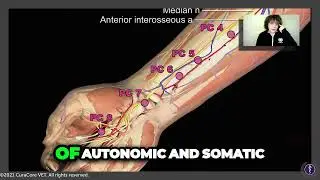 How Does Acupuncture Point PC 6 Help Reduce Arrhythmias and Angina?  Dr. Narda Robinson Explains!