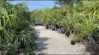 Athelas Plants June 2025 (11)