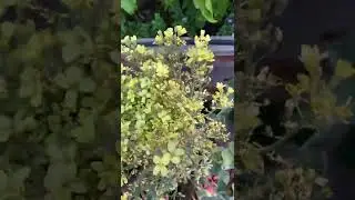 Broccoli Plant In Bloom - aren&rsquo;t the yellow flowers just gorgeous?! 😍