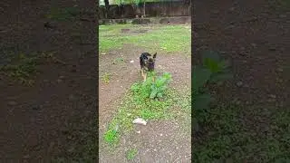 german shepherd dog eating plant #gsd