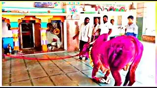 Maharashtra Bail premi \ Bailgada sharyat Premi Status