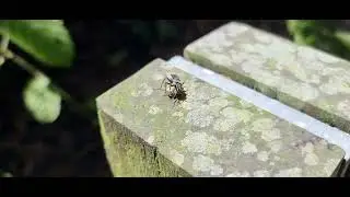 Spider wasps ( Pompilidae )