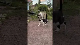 КОТ, воспитавший не одно поколение АЛАБАЕВ || ALABAI DOG and CAT #алабай #cats