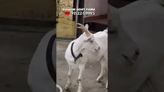 Saanen and Exotic Female Goats at Ruhaan Goat Farm Mira Road Mumbai