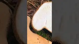 Головач продолговатый (Lycoperdon excipuliforme) short #shorts