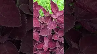 #coleus#foliage plant#shortsfeed#trending#viral