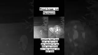 trail camera captures something strange. #reels #cryptid #bigfoot #giant #alien #tiktok #nature