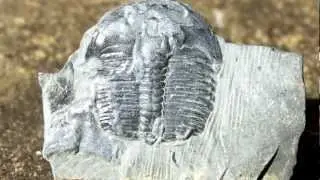 The Cambrian Explosion