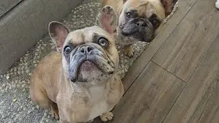 Training a Dog to Open & Close the Door - Progress & Updated Exercises #2 (1st Trials for Frenchies)