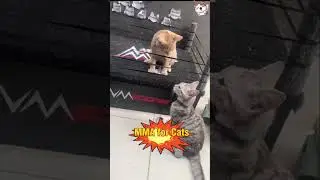 Share your thoughts after watching the match #cat #funnycats #cutecat #catvideos #fyp #viralvideo