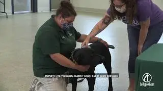 Fireworks and Pet Safety