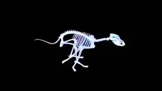 X-Ray Dog- Gothic Power & Army Of Doom