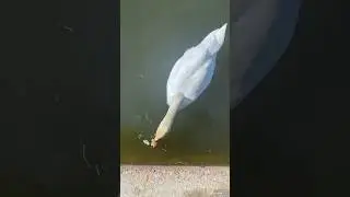 Лебеди обожают одуванчики 🌼🦢🌼 swans love dandelions #swan #birds #nature #природа #лебедь #птицы