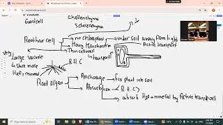 palisade and root hair cells