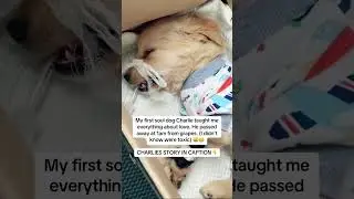 Charlie&rsquo;s story in the description