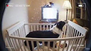 True Loyalty: Dog Saves Baby's Life #shorts