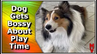 #Shorts Dog Gets Bossy About Playtime Only Wants Certain Toy || Shetland Sheepdog