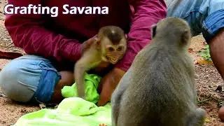 Top stress of Monkey Savana every take her grafting group/She still confuse that human is her family