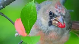 Baby cardinal bird eating Lonicera xylosteum