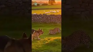 Guard Dog vs Leopard &mdash; Eye-to-Eye Standoff Ends in Full Retreat
