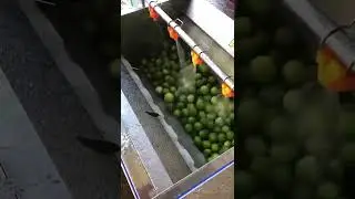 Fruit washing machine full automatic - roller brush+water spray