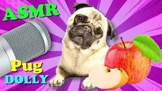 ASMR REVERSE Dog Dolly eats apple | Dolly the asmr pug