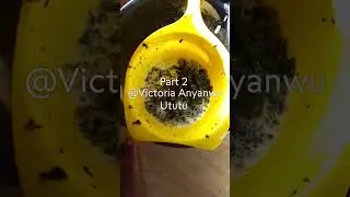 Come and wash onugbu (bitter leaves)with me