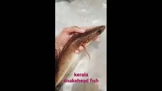 Kerala Snakehead fish