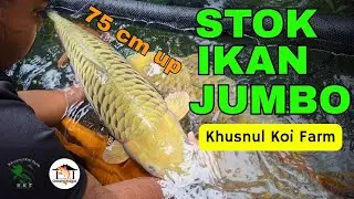 IKAN JUMBO KKF COCOK BUAT INDUKAN