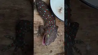 Gecko sound