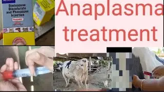 Trypanosomiosis, Babesiosis, Theileriosis &Anaplasmosis in animals. Ka treatment