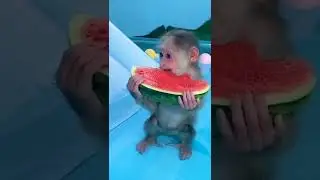 monkey 💖 #shorts