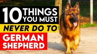10 Things You Must Never Do To Your German Shepherd