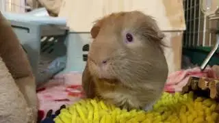 Guinea pig just ate a cherry. Looks like bleeding! :P