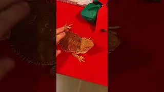 🦎🫲🏼 Bearded Dragon Demands Pets! 🦎🫲🏼