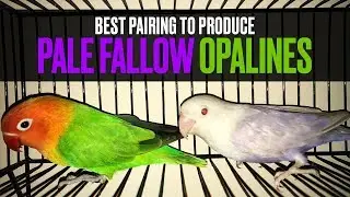 Best Pairing To Produce Pale Fallow Opalines