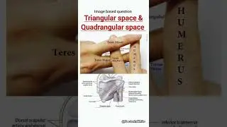 Triangular space and quadrangular space | #viralvideo #triangularspace #muscles #shoulder