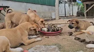Our dogs are easy to feed and very affectionate