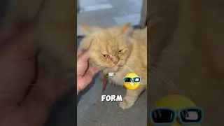 I Bought a Collar Bell for My Cat and he Loves It! #cat #shorts #funny #funnyanimal #pets #catfood