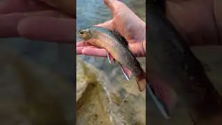 Native Brook Trout out of a small Pennsylvania mountain stream. #trout #flyfishing #fishing