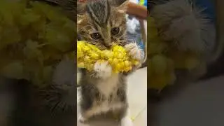 🌽🐱🔥  [ASMR] Cutest Kitten&rsquo;s Furious Corn Mukbang😹🎧💥 | [FW Glimpse]