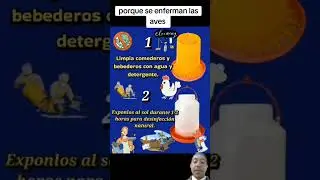 desinfectar galpones y herramientas es importante para prevenir enfermedades en aves #viralshort