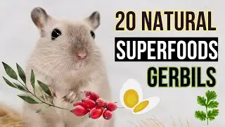Top 20 Superfoods for Your GERBIL -  Keep your JIRD healthy: