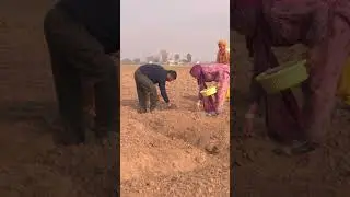 Шафран &mdash; самая дорогая специя в мире