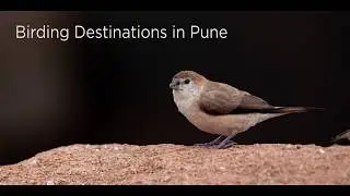Birding Destinations In Pune