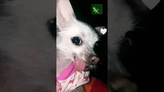 &mdash; Не, лучше хомяка. 🦎🐶 #dog #собака #тренды #pets #funny #cute  #ящерицы #милота #киса